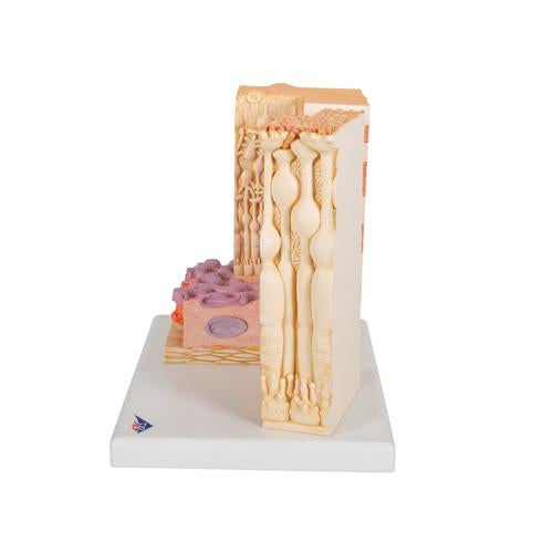 Image 5 - 3B MICROANATOMYâ„¢ HUMAN EYE MODEL - 3B SMART ANATOMY
