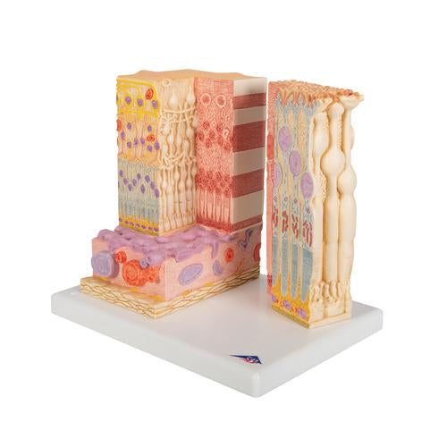 Image 6 - 3B MICROANATOMYâ„¢ HUMAN EYE MODEL - 3B SMART ANATOMY
