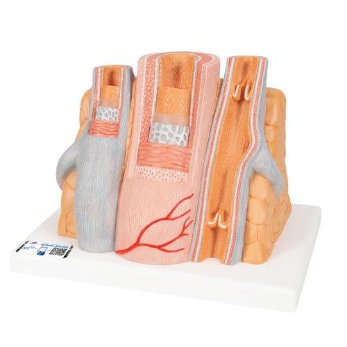3B MICROanatomy Artery & Vein Model, 14 times Enlarged