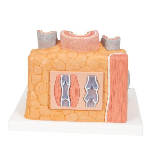 Image 4 - 3B MICROANATOMYâ„¢ ARTERY & VEIN MODEL, 14 TIMES ENLARGED - 3B SMART ANATOMY