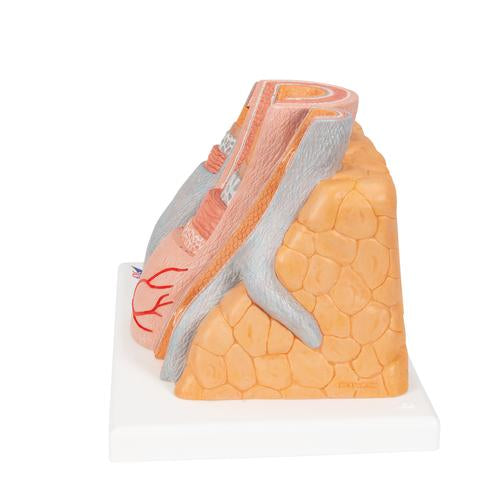 Image 6 - 3B MICROANATOMYâ„¢ ARTERY & VEIN MODEL, 14 TIMES ENLARGED - 3B SMART ANATOMY