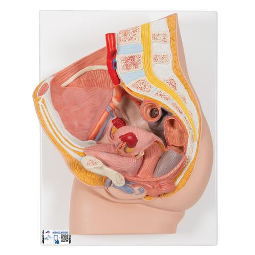 Female Pelvis Model in Median Section, 2 part - 3B Smart Anatomy