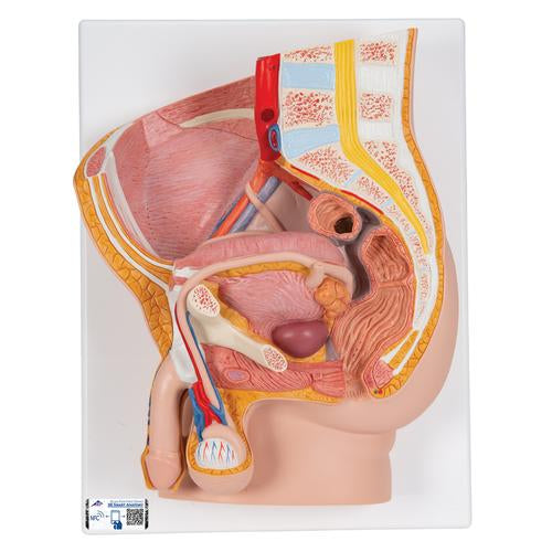 Male Pelvis Model in Median Section, 2 part - 3B Smart Anatomy