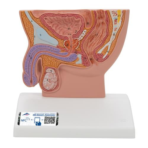 Male Pelvis Model in Median Section, 1/2 Life-Size - 3B Smart Anatomy