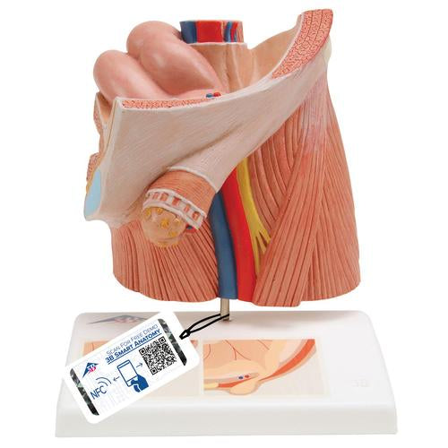 Inguinal Hernia Urology Model - 3B Smart Anatomy