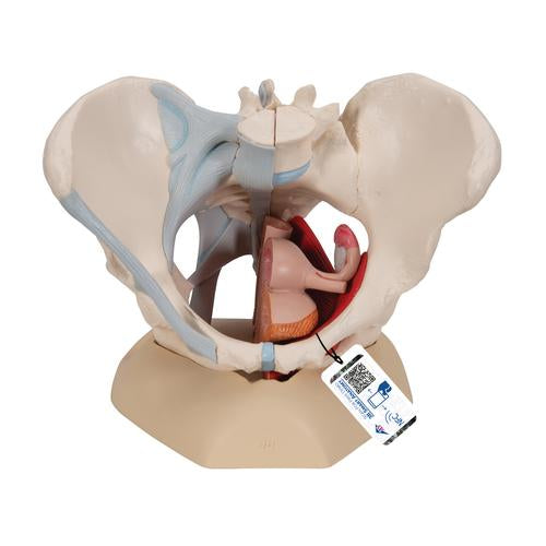 Female Pelvis Skeleton Model with Ligaments, Muscles & Organs, 4 part - 3B Smart Anatomy