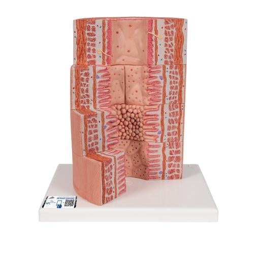3B MICROanatomy Digestive System Model, 20-times Magnified