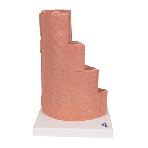 Image 4 - 3B MICROANATOMYâ„¢ DIGESTIVE SYSTEM MODEL, 20-TIMES MAGNIFIED - 3B SMART ANATOMY