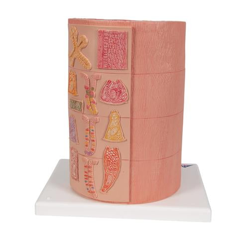 Image 5 - 3B MICROANATOMYâ„¢ DIGESTIVE SYSTEM MODEL, 20-TIMES MAGNIFIED - 3B SMART ANATOMY