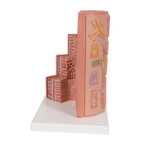 Image 6 - 3B MICROANATOMYâ„¢ DIGESTIVE SYSTEM MODEL, 20-TIMES MAGNIFIED - 3B SMART ANATOMY