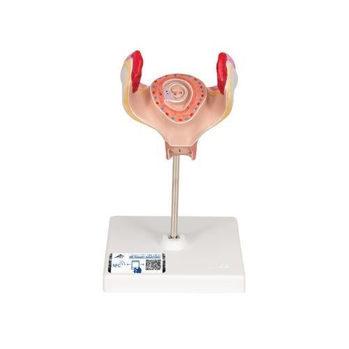 Embryo Model, 1st Month - 3B Smart Anatomy