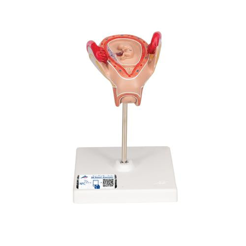 Embryo Model, 2nd Month - 3B Smart Anatomy