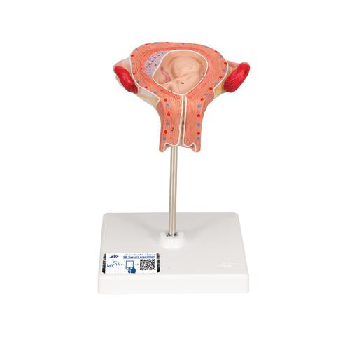 Fetus Model, 3rd Month - 3B Smart Anatomy