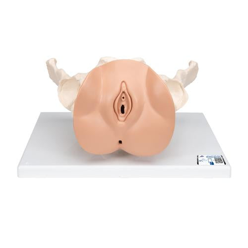 Female Pelvis Skeleton with Genital Organs, 3 part - 3B Smart Anatomy