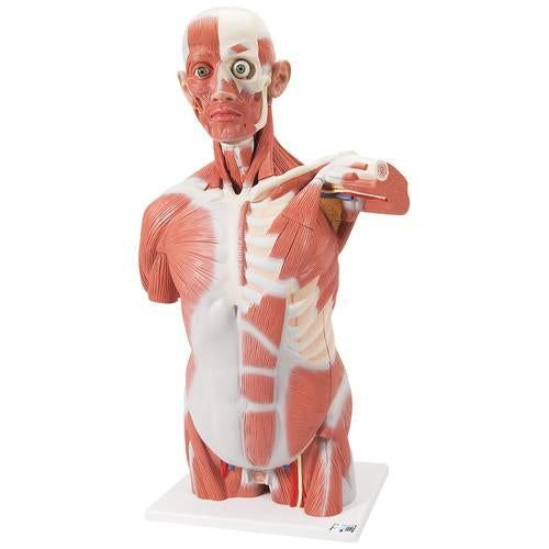 Life-Size Human Muscle Torso Model, 27 part - 3B Smart Anatomy