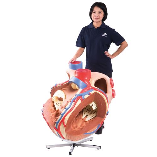 Giant Human Heart Model, 8 times Life-Size - 3B Smart Anatomy
