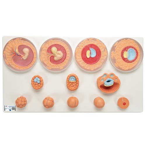 Embryonic Development Model in 12 Stages - 3B Smart Anatomy