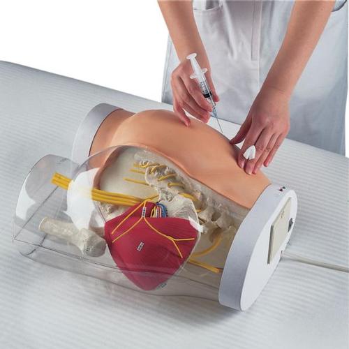 Two-in-One Intramuscular Injection Model of Buttock