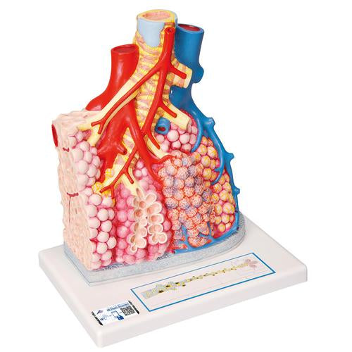 Model of Pulmonary Lobule with Surrounding Blood Vessels, 130 times Magnified - 3B Smart Anatomy