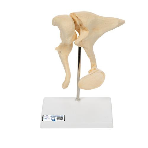 Human Ossicle Model (BONElike), 20-times Magnified - 3B Smart Anatomy