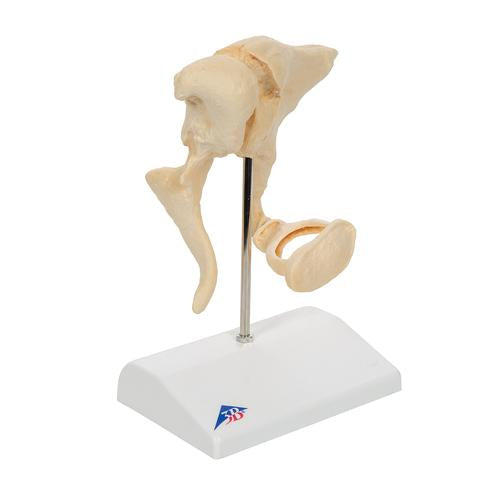 Image 3 - HUMAN OSSICLE MODEL (BONELIKEâ„¢), 20-TIMES MAGNIFIED - 3B SMART ANATOMY