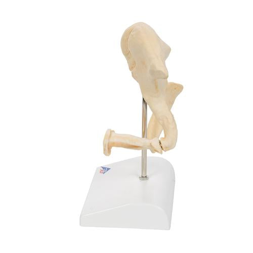 Image 6 - HUMAN OSSICLE MODEL (BONELIKEâ„¢), 20-TIMES MAGNIFIED - 3B SMART ANATOMY