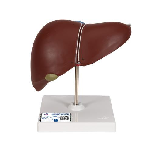 Liver Model with Gall Bladder - 3B Smart Anatomy