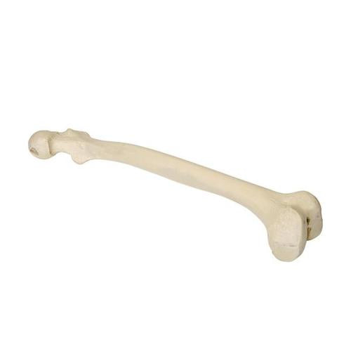 ORTHObones Premium Left Femur