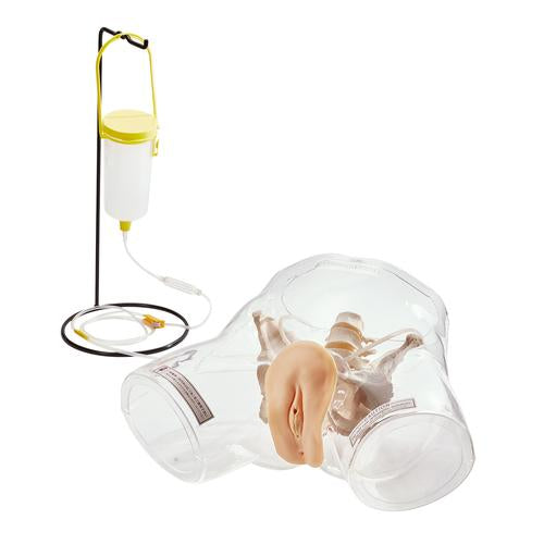 Transparent Female Catheter Model