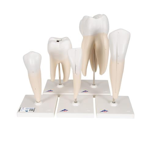 Human Tooth Models Set "Classic Series", 5 Models - 3B Smart Anatomy