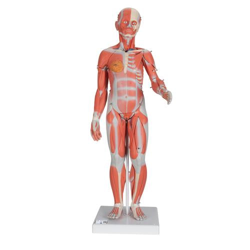 1/2 Life-Size Complete Human Female Muscle Figure, without Internal Organs, 21 part - 3B Smart Anatomy