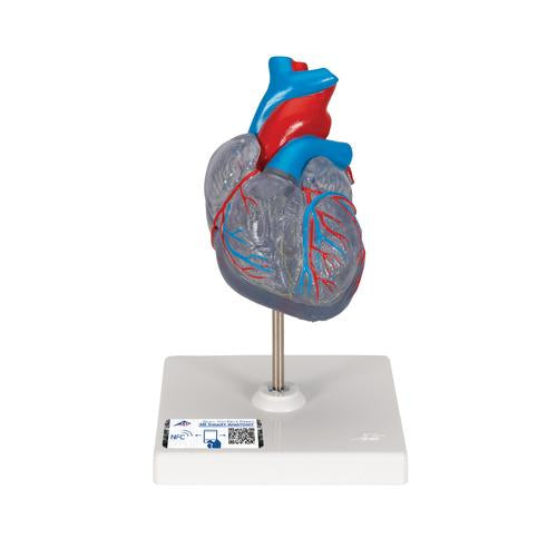 Classic Human Heart Model with Conducting System, 2 part - 3B Smart Anatomy