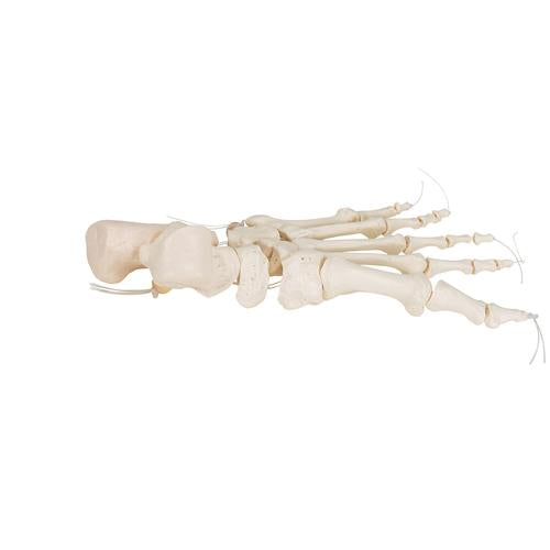 Image 4 - HUMAN FOOT SKELETON, LOOSELY THREADED ON NYLON STRING- 3B SMART ANATOMY