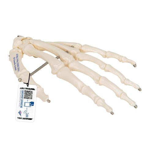 Human Hand Skeleton Model, Wire Mounted - 3B Smart Anatomy