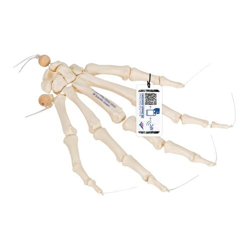 Human Hand Skeleton Model, Loosely on Nylon String - 3B Smart Anatomy