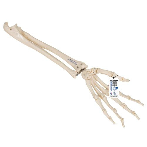 Human Hand Skeleton Model with Ulna & Radius, Elastic Mounted String - 3B Smart Anatomy