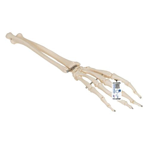 Human Hand Skeleton Model with Ulna & Radius, Wire Mounted - 3B Smart Anatomy