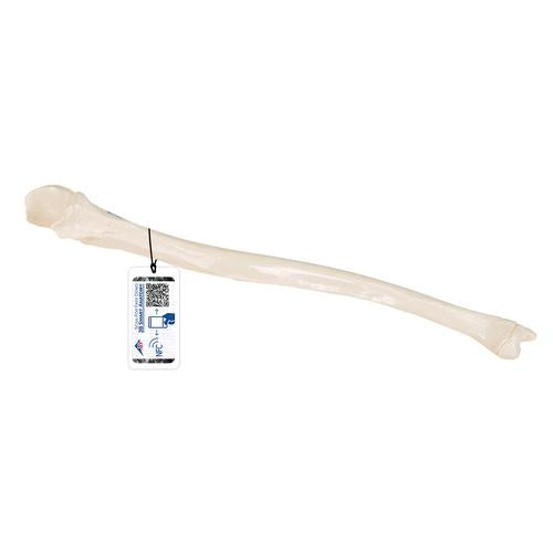 Human Ulna Model - 3B Smart Anatomy