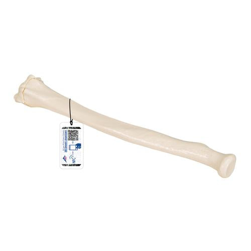 Human Radius Model - 3B Smart Anatomy