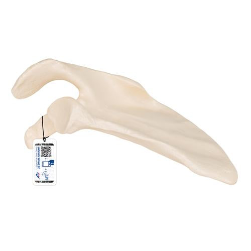 Human Scapula Model - 3B Smart Anatomy