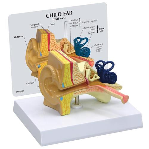 Child's Ear Model