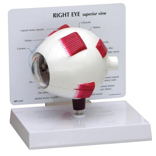Full Eye Model
