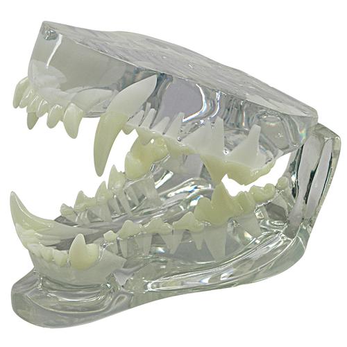 Canine Jaw Model-Clear
