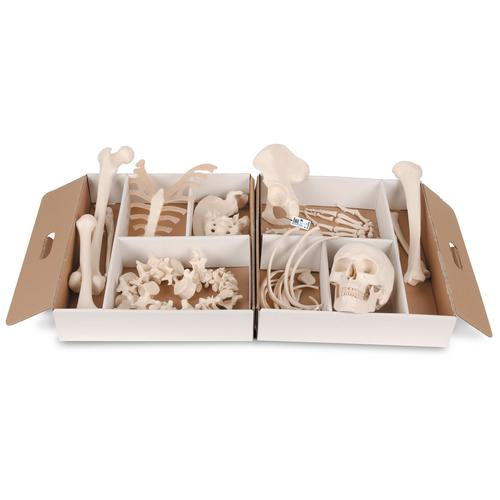 Disarticulated Half Human Skeleton Model, Wire Mounted Hand & Foot - 3B Smart Anatomy