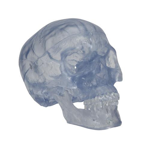 Image 3 - TRANSPARENT CLASSIC HUMAN SKULL MODEL, 3 PART - 3B SMART ANATOMY