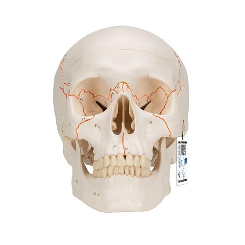 Numbered Human Classic Skull Model, 3 part - 3B Smart Anatomy