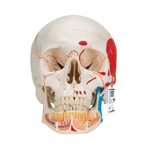 Classic Human Skull Model painted, with Opened Lower Jaw, 3 part - 3B Smart Anatomy