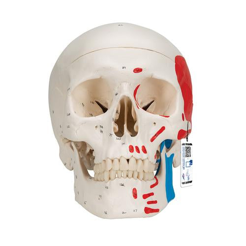 Classic Human Skull Model painted, 3 part - 3B Smart Anatomy