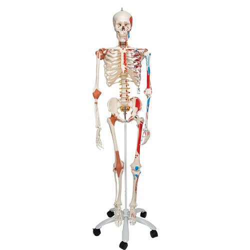 Human Skeleton Model Sam with Muscles & Ligaments - 3B Smart Anatomy