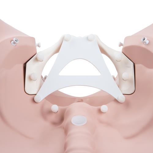 Image 2 - 3B BIRTHING STAGES TRAINER
